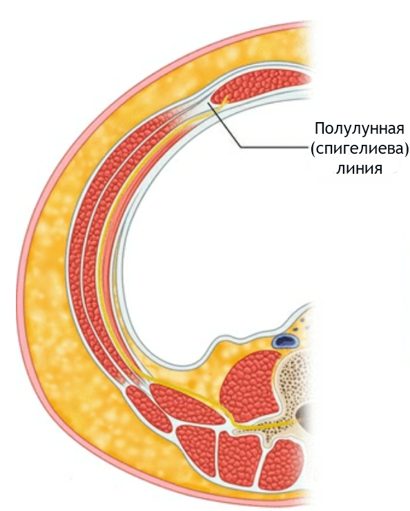 спигелиева линия схема