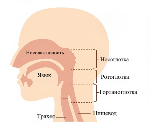 Заболевания гортани Заболевания гортани