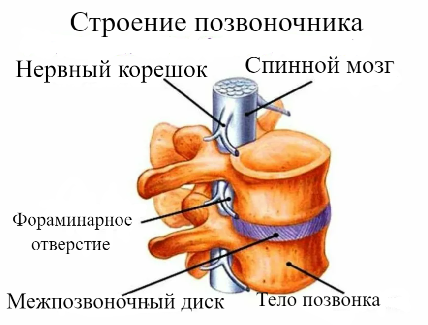 Операция по удалению межпозвоночной грыжи